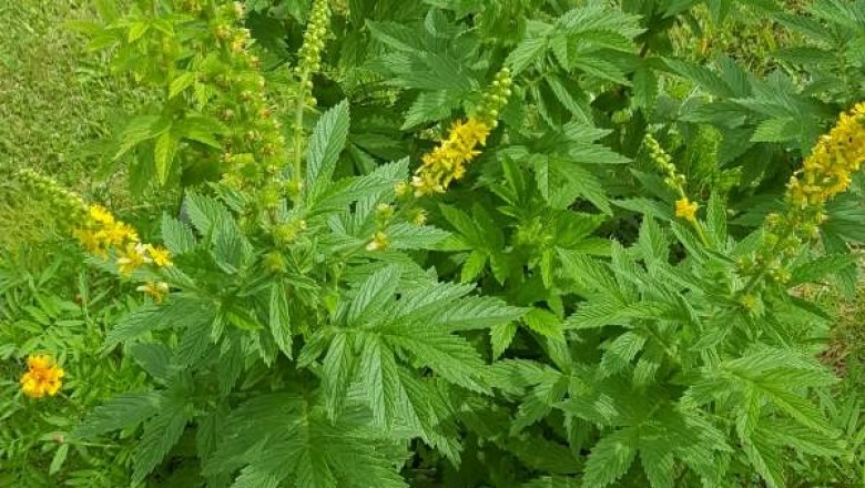 Cây dược liệu cây Long nha thảo - Agrimonia pilosa ledeb var. nepalensis(.D. Don) Nakai (A. nepalensis D.Don)