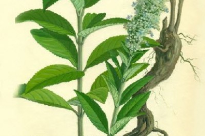Cây dược liệu cây Hy kiểm, Cỏ đuôi trâu, Đẳng nha ba lá - Isodon ternifolius (D. Don) Kudo (Plectranthus ternifolius D. Don)