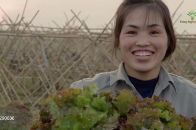 Rau Xà Lách Thường Tín, sản phẩm nông nghiệp sạch của TP. Hà Nội