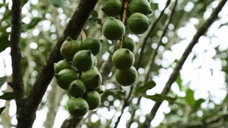 Mắc ca Đà Lạt, sản phẩm nông nghiệp sạch của tỉnh Lâm Đồng
