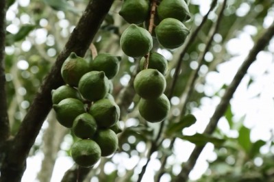 Mắc ca Đà Lạt, sản phẩm nông nghiệp sạch của tỉnh Lâm Đồng