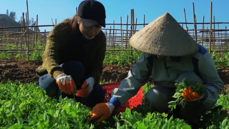 Rau đậu Hà Lan, sản phẩm nông nghiệp sạch của tỉnh Lào Cai