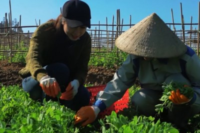 Rau đậu Hà Lan, sản phẩm nông nghiệp sạch của tỉnh Lào Cai