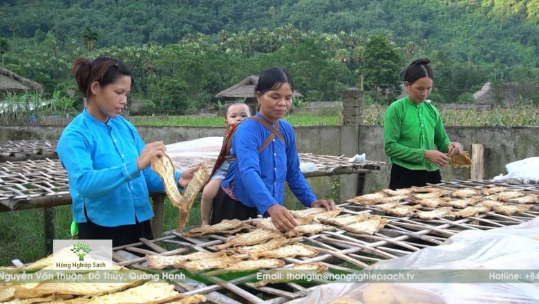 Măng mai Yên Bái sản phẩm, Nông nghiệp sạch của tỉnh Yên Bái