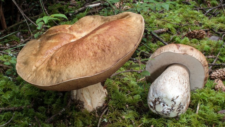 Cây dược liệu cây Nấm thông, Nấm gan bò - Boletus edulis Bull. ex Fr