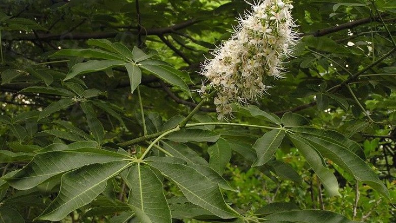 Cây dược liệu cây Kẹn - Aesculus chinensis Bunge