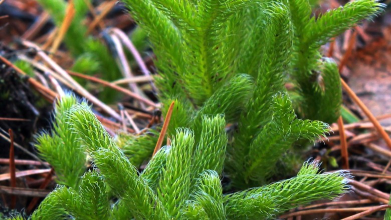 Cây dược liệu cây Thạch tùng, Thông đá, Thăng kim thảo - Lycopodium clavatum L