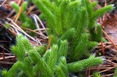 Cây dược liệu cây Thạch tùng, Thông đá, Thăng kim thảo - Lycopodium clavatum L
