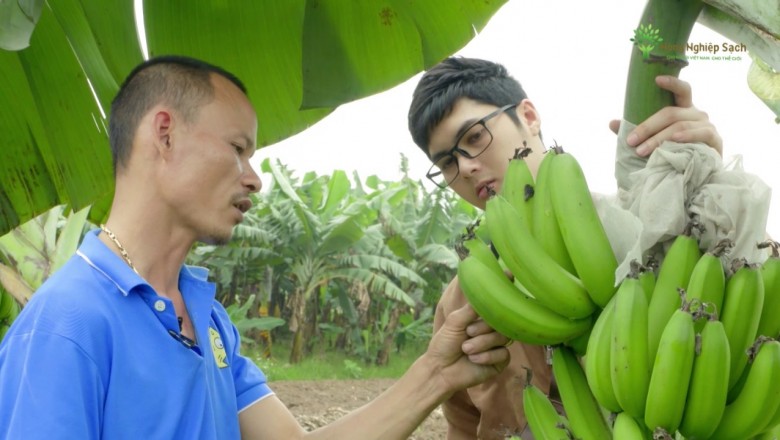 Chuối Hưng Yên, sản phẩm nông nghiệp sạch của tỉnh Hưng Yên