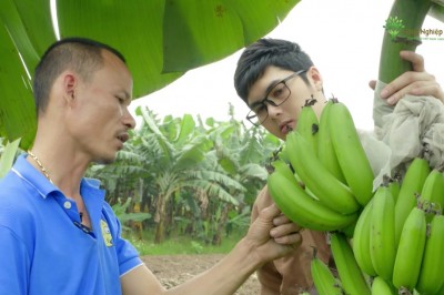 Chuối Hưng Yên, sản phẩm nông nghiệp sạch của tỉnh Hưng Yên