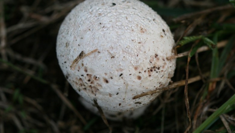 Cây dược liệu cây Nấm bọc, Nấm trứng lớn - Calvatia lilacina (Mont et Berk.) Lloyd