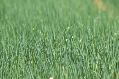 Hành lá, sản phẩm nông nghiệp sạch của tỉnh Nghệ An