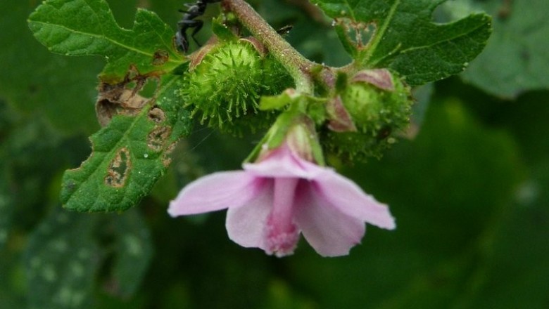 Cây dược liệu cây Ké khuyết - Urena sinuata L