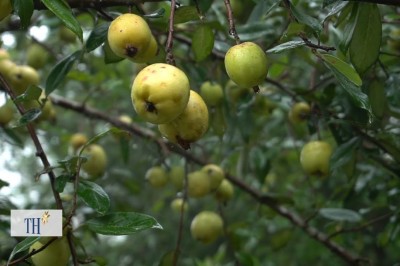Táo mèo, Quả sơn tra, sản phẩm Nông nghiệp sạch của Yên Bái 