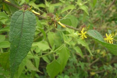 Cây dược liệu cây Ké lông, Đay ké nhọn, Gai dầu lông - Triumfetta pseudocana Sprague ex Craib (T. tomentosa Boj.)