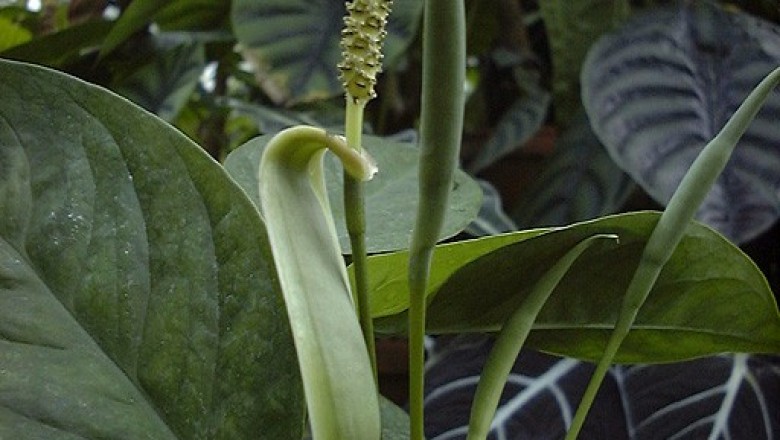 Cây dược liệu cây Thăng mộc núi, Ráy thượng thụ núi, Thượng thụ nam tinh - Anadendrum montanum (Blume) Schott,