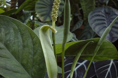 Cây dược liệu cây Thăng mộc núi, Ráy thượng thụ núi, Thượng thụ nam tinh - Anadendrum montanum (Blume) Schott,