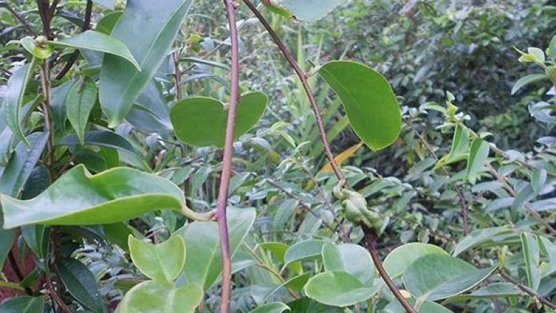 Cây dược liệu cây Na leo, Dây răng ngựa, Xưn xe Roxburgh - Kadsura roxburghiana Arn