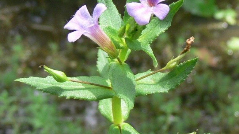 Cây dược liệu cây Rau om hay Ngò om - Limnophila aromatica (Lam) Merr (Ambulia aromatica Lam)