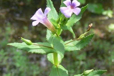 Cây dược liệu cây Rau om hay Ngò om - Limnophila aromatica (Lam) Merr (Ambulia aromatica Lam)