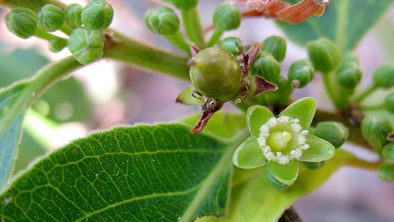 Cây dược liệu cây Nuốt lá cò ke, Van núi, Hồng y dài - Casearia grewiaefolia Vent. var. grewiaefolia