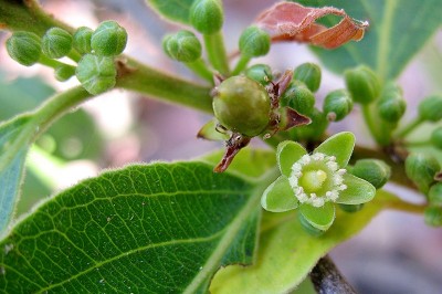 Cây dược liệu cây Nuốt lá cò ke, Van núi, Hồng y dài - Casearia grewiaefolia Vent. var. grewiaefolia