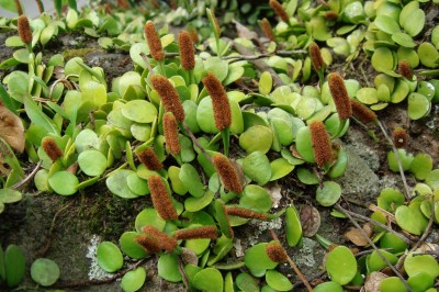 Cây dược liệu cây Quyết ấp đá, Cây ấp đá, Vảy ốc lá nhỏ - Lemmaphyllum microphyllum Prest