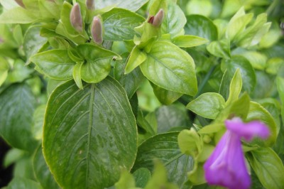 Cây dược liệu cây Cẩm - Peristrophe roxburghiana (Schult.) Bremek. (P. tincloria (Roxb.). Nees)