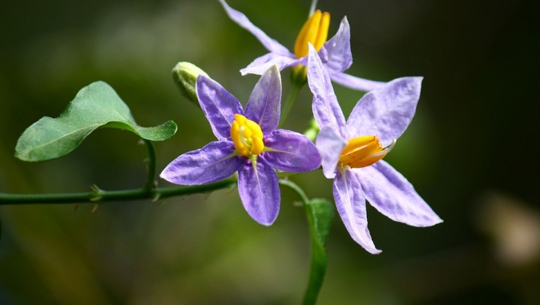 Cây dược liệu cây Cà ba thuỳ - Solanum trilobatum L