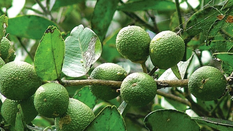 Cây dược liệu cây Quýt rừng, Quýt gai, Bưởi rừng, Tiểu quất Roxburgh - Atalantia roxburghiana Hook. f