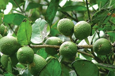 Cây dược liệu cây Quýt rừng, Quýt gai, Bưởi rừng, Tiểu quất Roxburgh - Atalantia roxburghiana Hook. f