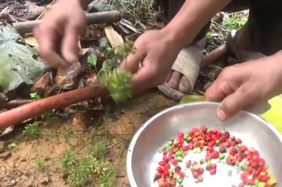 Ông Long khẳng định rất khó mua được sâm Ngọc Linh