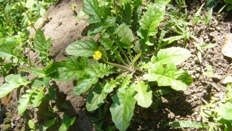 Cây dược liệu cây Diếp dại, Diếp trời - Youngia japonica (L.) DC