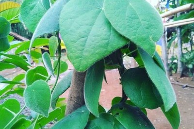 Cây dược liệu cây Dây sâm, Dây sâm lông, Dây mối, Sâm nam - Cyclea barbata Miers (C. peltata Hook. et Thw.)