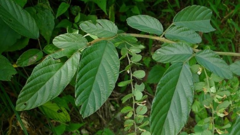 Cây dược liệu cây Đồng tiền, Tràng quả đẹp - Phyllodium pulchellum (L,) Desv (Desmodium palchellum (L.) Benth)