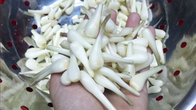 Cây dược liệu cây Kiệu - Allium chinense G. Don (A. bakeri Regel.)