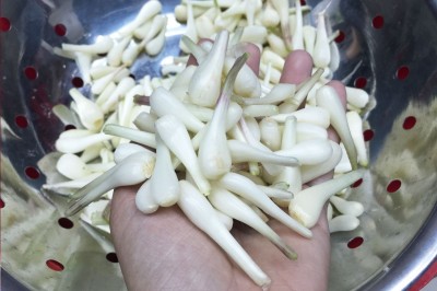 Cây dược liệu cây Kiệu - Allium chinense G. Don (A. bakeri Regel.)