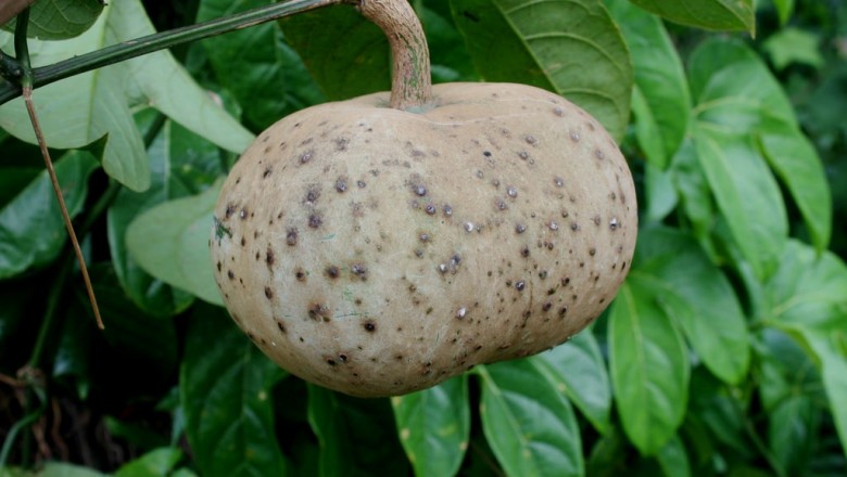 Cây dược liệu cây Ðài hái, Cây mỡ lợn, Dây sẻn, Dây mướp rừng - Hodgsonia macrocarpa Cogn