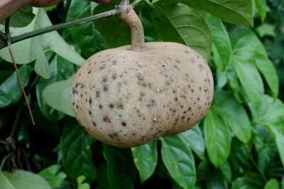 Cây dược liệu cây Ðài hái, Cây mỡ lợn, Dây sẻn, Dây mướp rừng - Hodgsonia macrocarpa Cogn