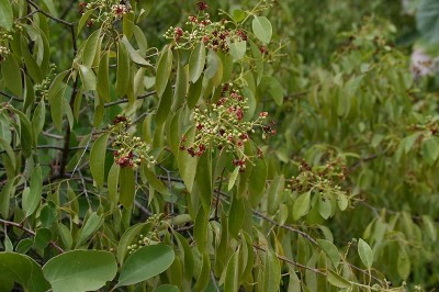 Cây dược liệu cây Ðàn hương trắng, Bạch đàn hương - Santalum album L