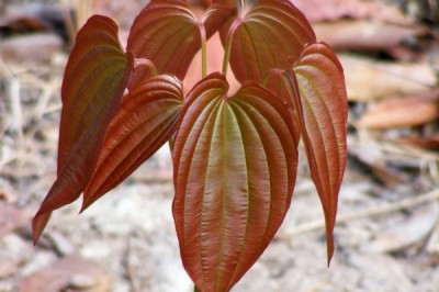 Cây dược liệu cây Bách bộ đứng - Stemona collinsae Craib