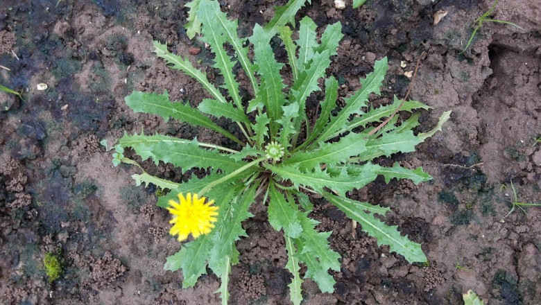 Bồ Công Anh loài cây có tác dụng phòng chống bệnh ung thư rất tốt