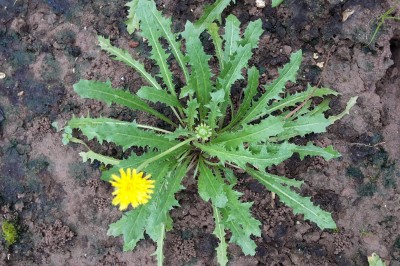 Bồ Công Anh loài cây có tác dụng phòng chống bệnh ung thư rất tốt