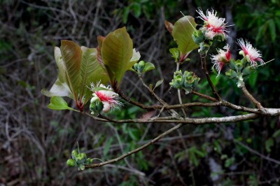 Cây dược liệu cây Vừng quả xoan, Vừng - Careya arborea Roxb