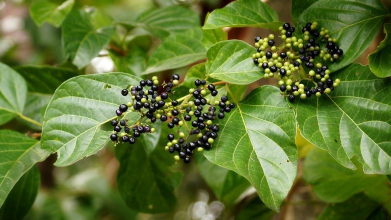 Cây dược liệu cây Bạch đàn hương - Premna sp