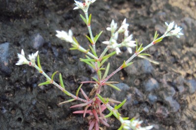 Cây dược liệu cây Bạch cổ đinh, Ða quả tán phòng - Polycarpaea corymbosa (L) Lam