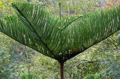 Cây dược liệu cây Vương tùng, Bách tán - Araucaria columnaris (G. Forst.) Hook. (A. cookii R. Br.)