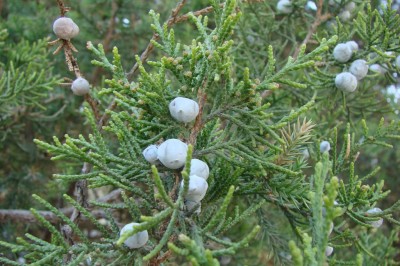 Cây dược liệu cây Tùng xà, Bách xà, Viên bách - Sabina chinensis (L) Antoine (Juniperus chinensis L)