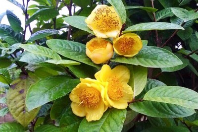 Trà hoa vàng Ba Chẽ