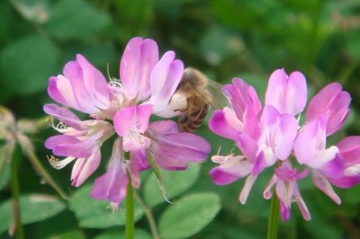 Cây dược liệu cây Tử vân anh - Astragalus sinicus L